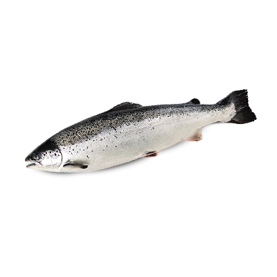 FRESH SALMON WHOLE 5-6